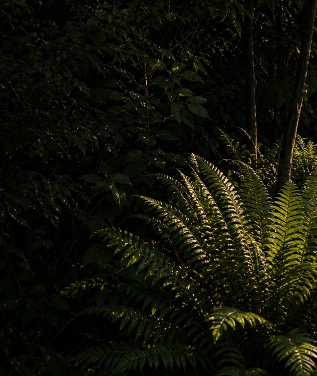 Layered ferns and underplanting in a shaded Wellington garden bed