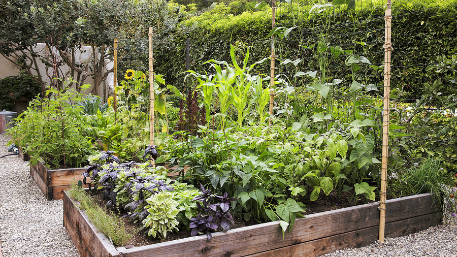 Raised timber vegetable beds in a productive kitchen garden